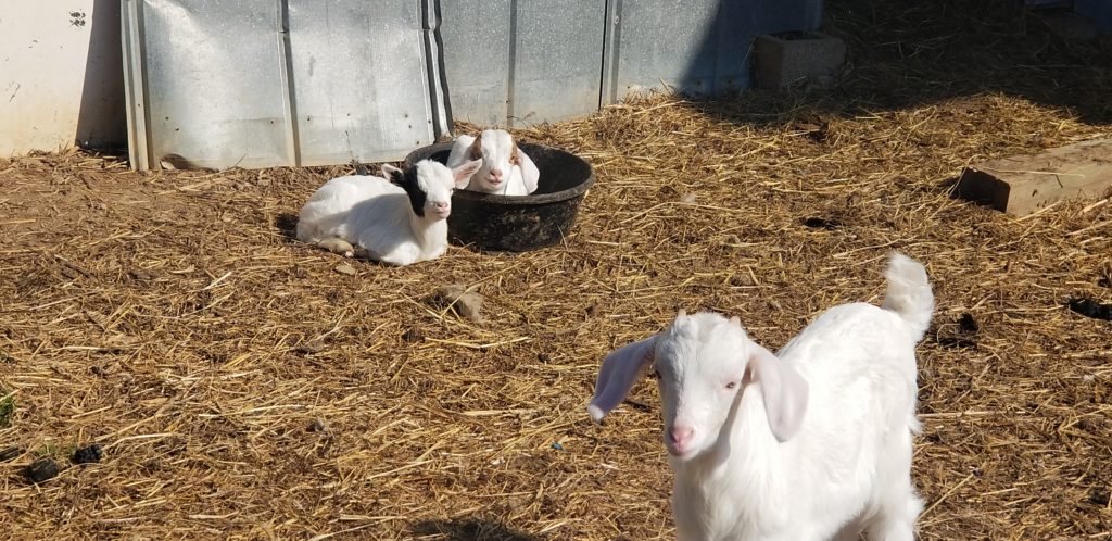 Photo of 3 baby goats