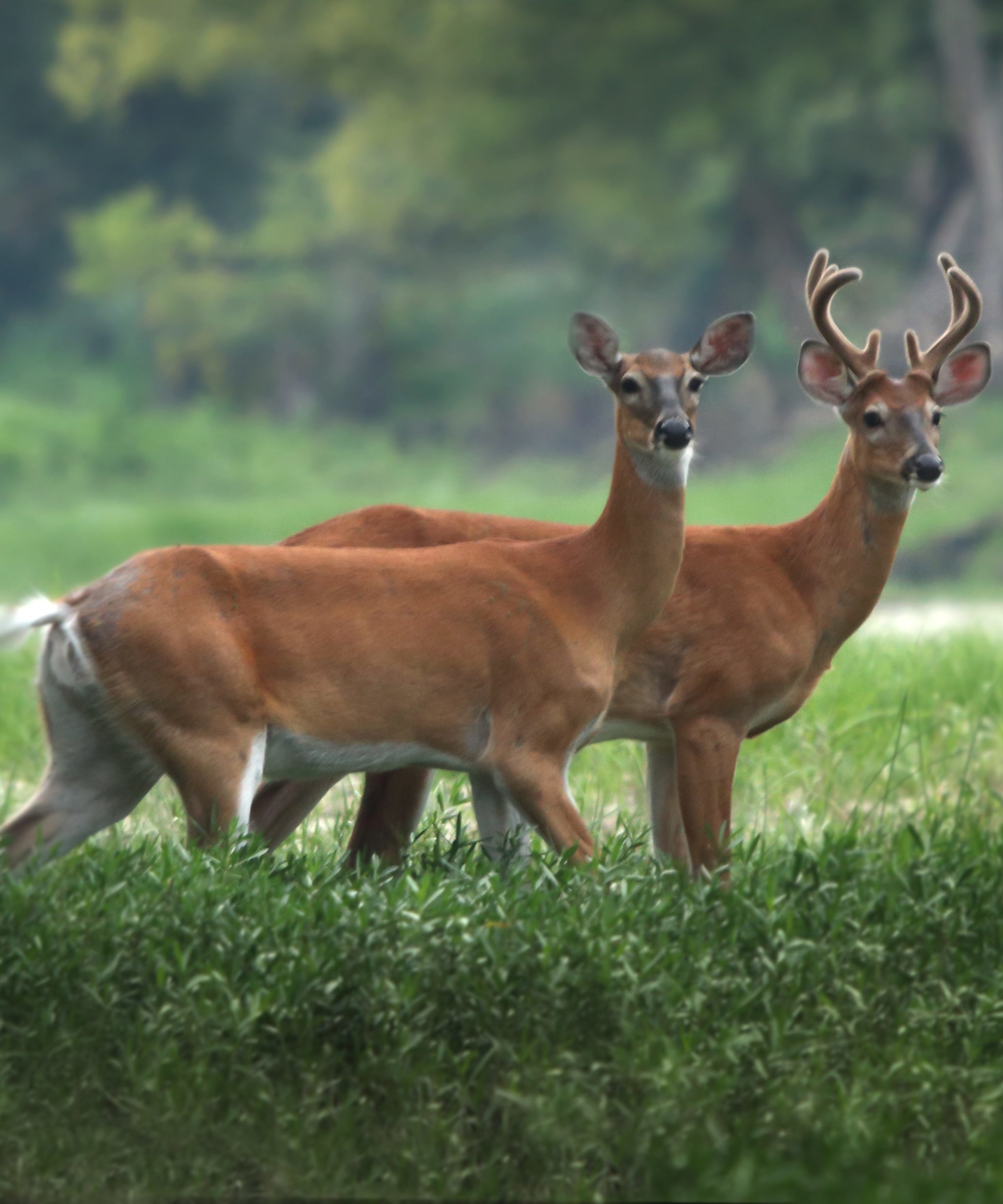 A buck and a doe standing in a field. 